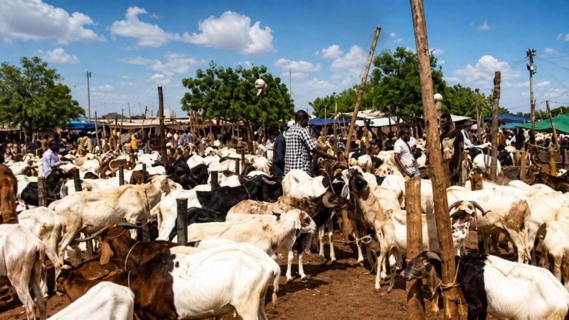 Blocus du bétail burkinabè avant la Tabaski : qui trinque vraiment ?