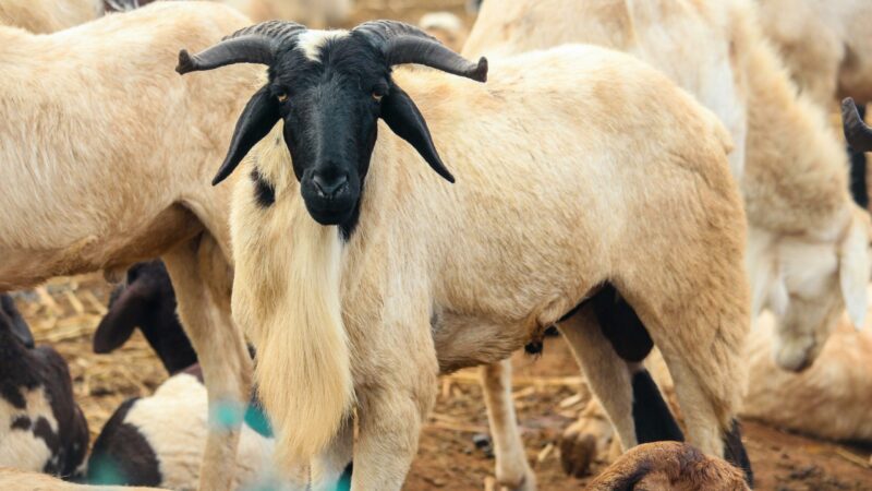 Tabaski au Sénégal : pourquoi le mouton coûte si cher aux familles