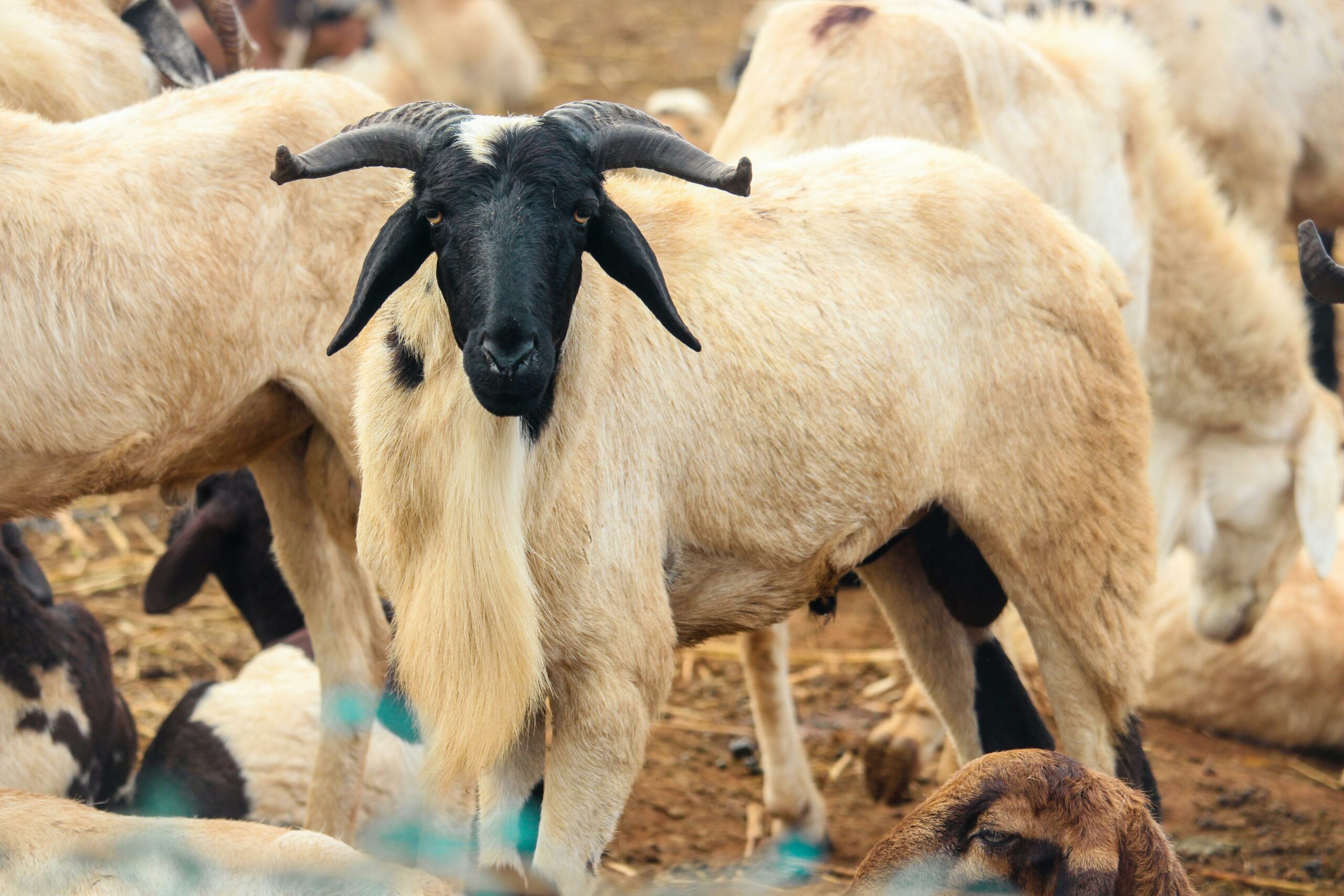 Tabaski au Sénégal : pourquoi le mouton coûte si cher aux familles