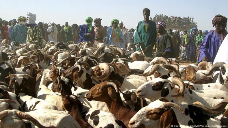 Sécurité renforcée pour l&rsquo;acheminement des moutons vers Bamako avant la Tabaski