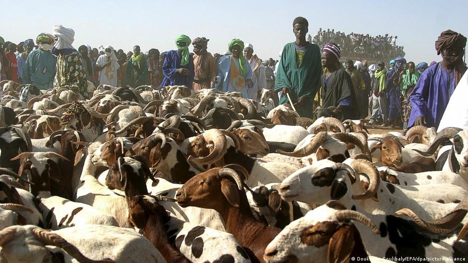 Sécurité renforcée pour l&rsquo;acheminement des moutons vers Bamako avant la Tabaski