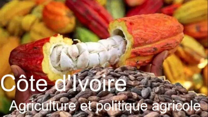 Côte d&rsquo;Ivoire : l&rsquo;agriculture, un secteur clé pour l&rsquo;économie