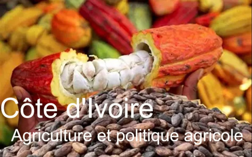 Côte d&rsquo;Ivoire : l&rsquo;agriculture, un secteur clé pour l&rsquo;économie