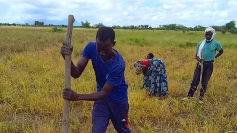 Les champs écoles paysans au Tchad : une révolution pour la sécurité alimentaire
