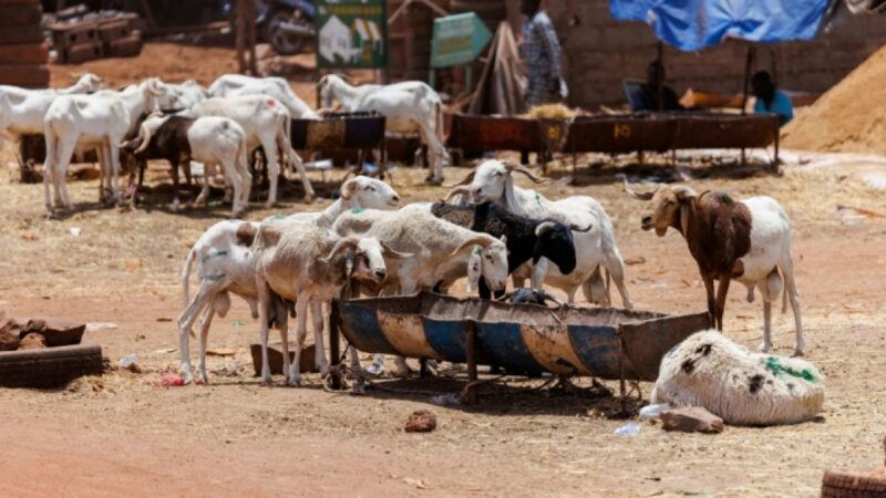 Tabaski à Bamako : les malien·ne·s face au blocus jihadiste et à la hausse des prix