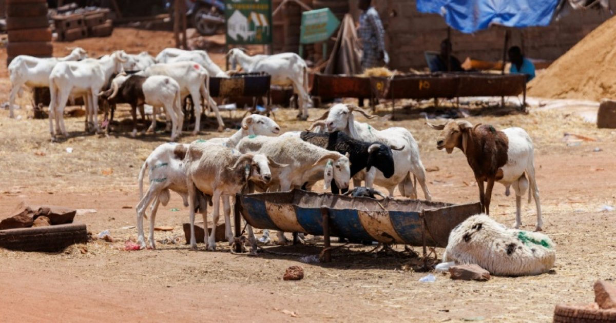 Tabaski à Bamako : les malien·ne·s face au blocus jihadiste et à la hausse des prix