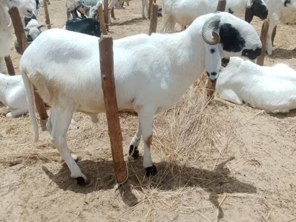 Tabaski au Niger : pourquoi les moutons coûtent si cher à Niamey