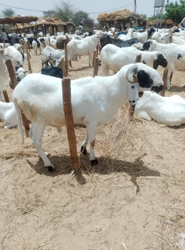 Tabaski au Niger : pourquoi les moutons coûtent si cher à Niamey