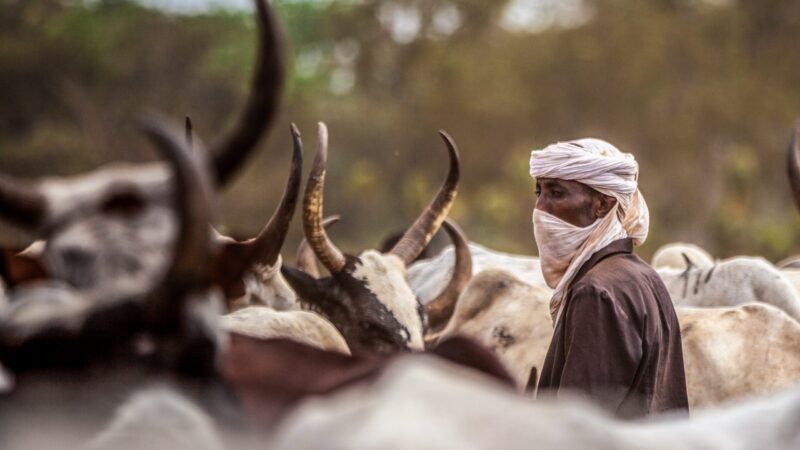 Tchad : les conflits entre éleveurs et agriculteurs s&rsquo;aggravent sous l&rsquo;effet du climat