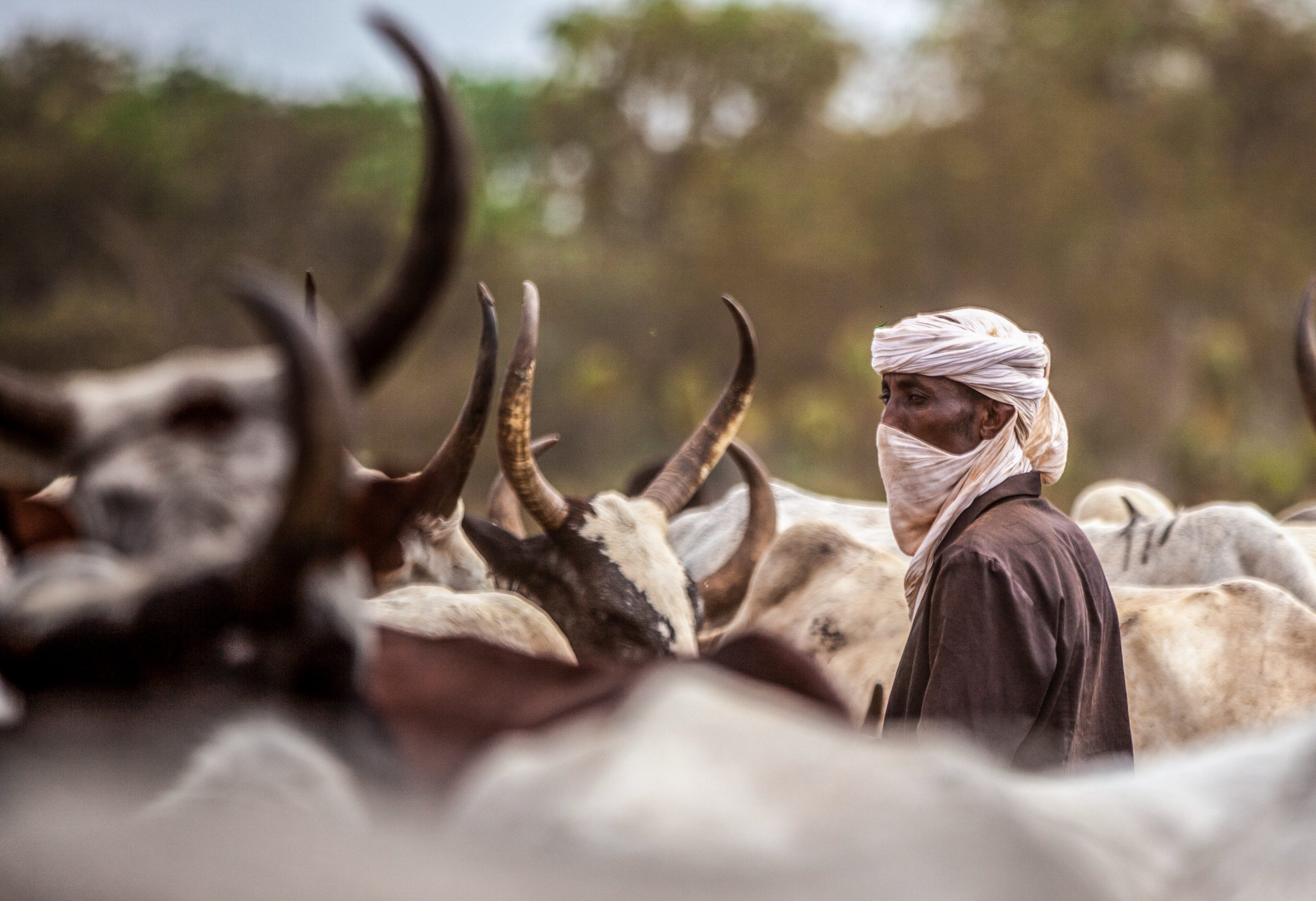 Tchad : les conflits entre éleveurs et agriculteurs s&rsquo;aggravent sous l&rsquo;effet du climat