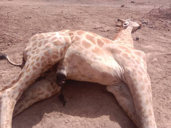 Premier girafon du Niger : le drame d&rsquo;abagana bouleverse la réserve de gadabedji
