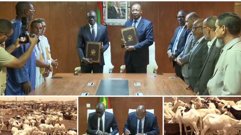 Mauritanie : 450 000 moutons en partance pour le Sénégal avant Tabaski