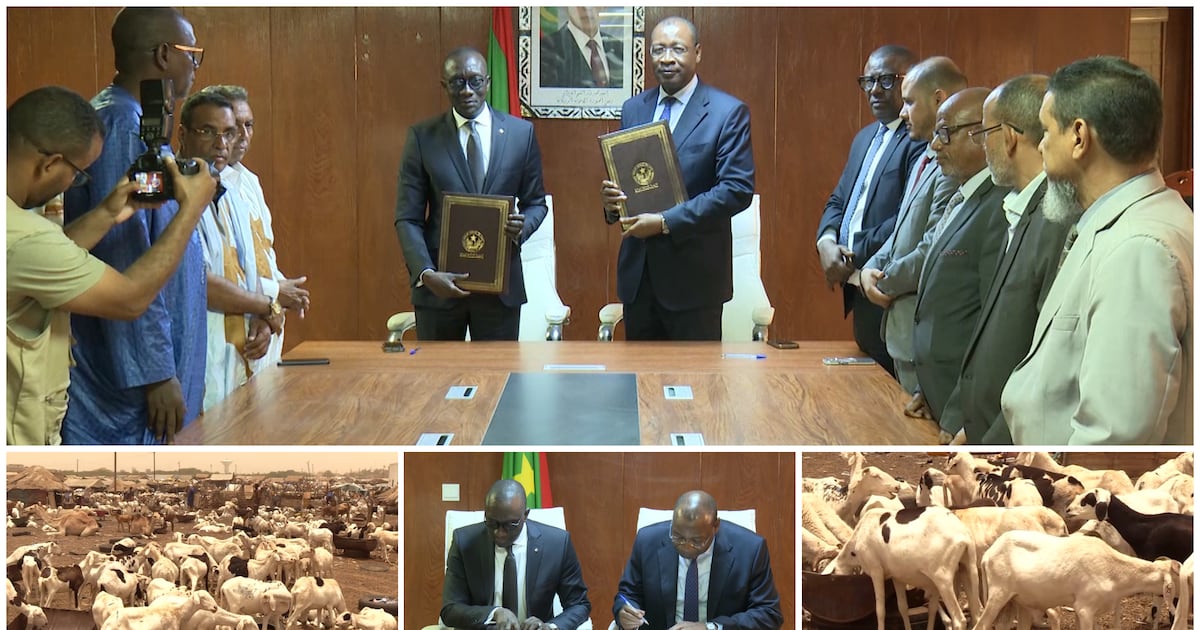 Mauritanie : 450 000 moutons en partance pour le Sénégal avant Tabaski