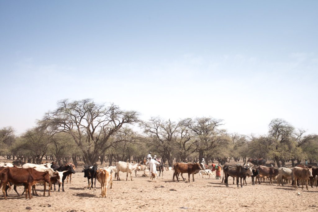 Un éleveur avec son troupeau sur une route entre Adre et Farchana, dans la région de Ouaddaï, au Tchad, le 25 mars 2019