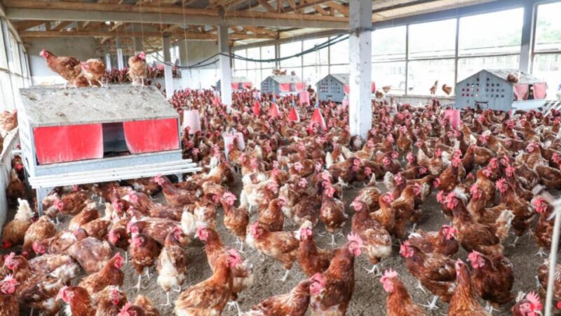 Souveraineté alimentaire au Gabon : pourquoi ignorer ses champions nationaux ?