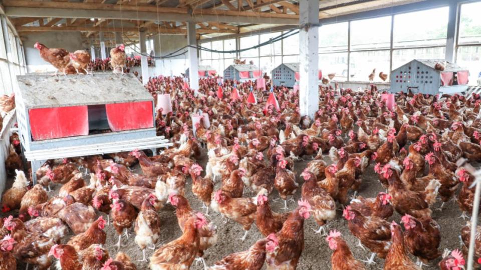 Souveraineté alimentaire au Gabon : pourquoi ignorer ses champions nationaux ?