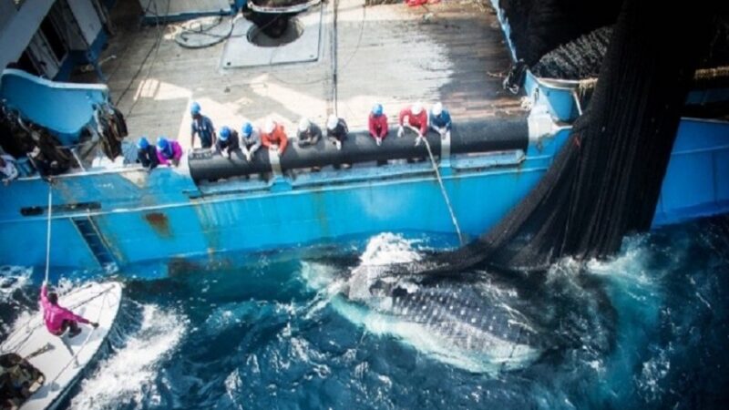 Le Gabon tourne la page de l&rsquo;accord de pêche avec l&rsquo;Union européenne