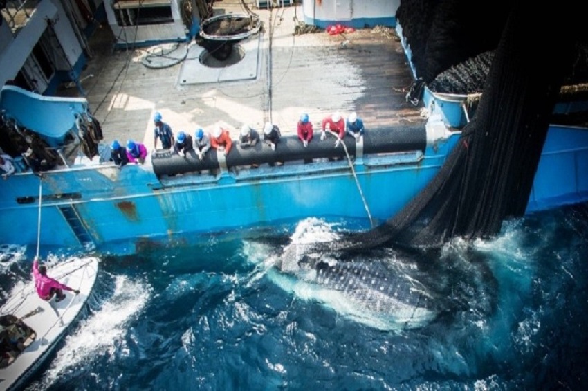 Le Gabon tourne la page de l&rsquo;accord de pêche avec l&rsquo;Union européenne