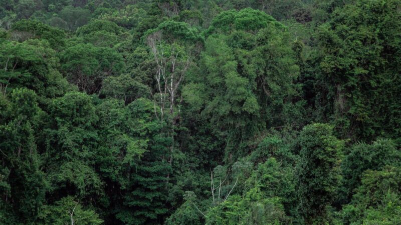 Un accord majeur entre LVMH et le Gabon pour la forêt