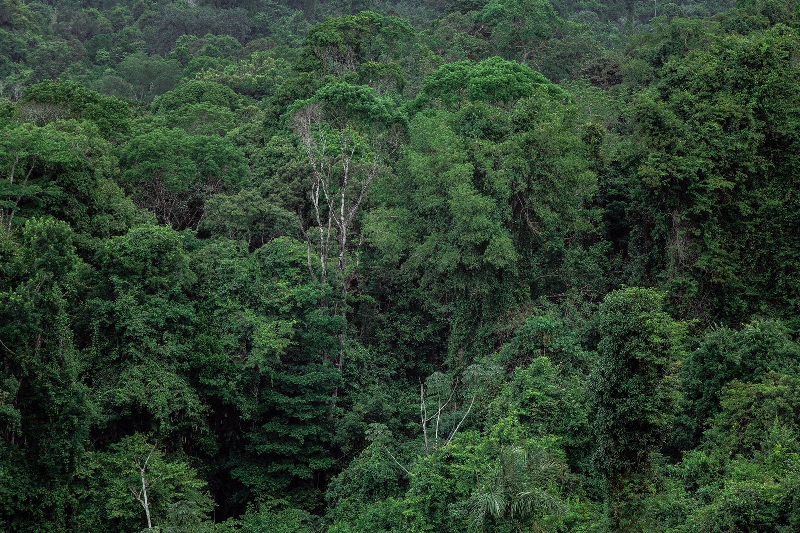 Un accord majeur entre LVMH et le Gabon pour la forêt