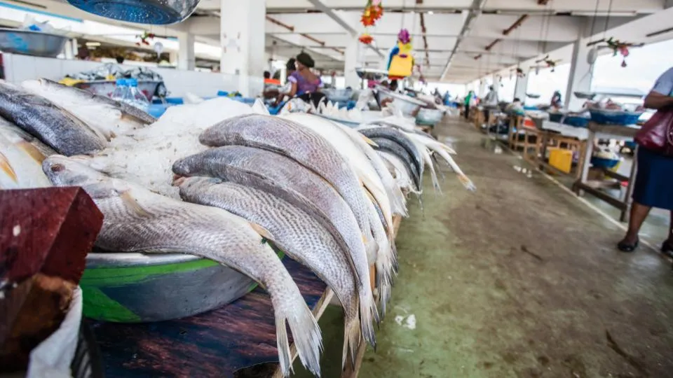 Gabon : rupture de l&rsquo;accord de pêche avec l&rsquo;union européenne