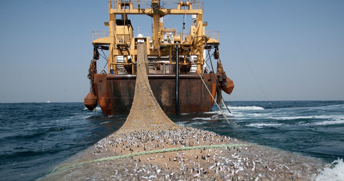 Pêche au Gabon : l&rsquo;UE prête à renégocier avec Libreville