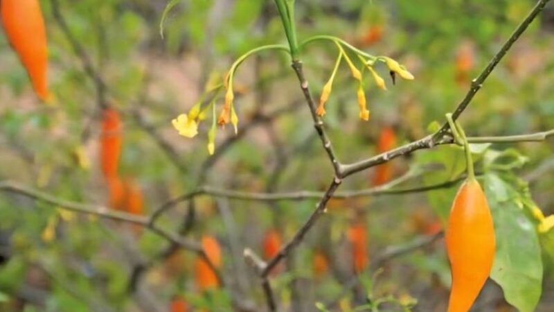 Gabon : l&rsquo;iboga sous contrôle étatique, un tournant pour la plante sacrée