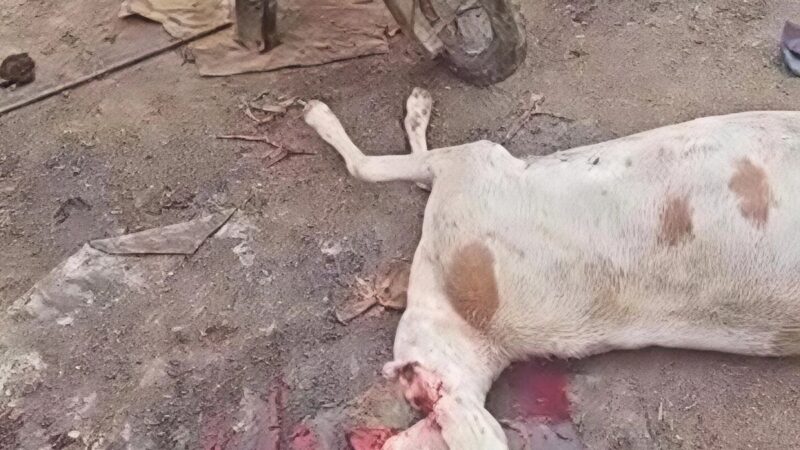 Abéché : un abattoir clandestin démantelé à Farik Aguek