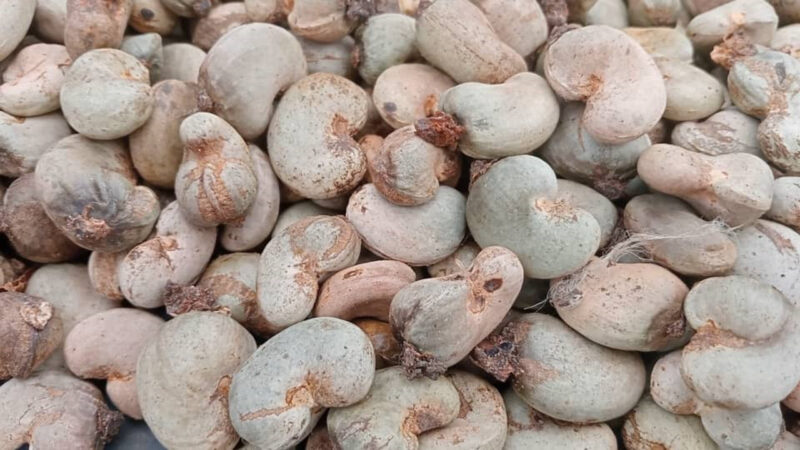 Côte d&rsquo;Ivoire : la récolte d&rsquo;anacardes en chute dans le bounkani