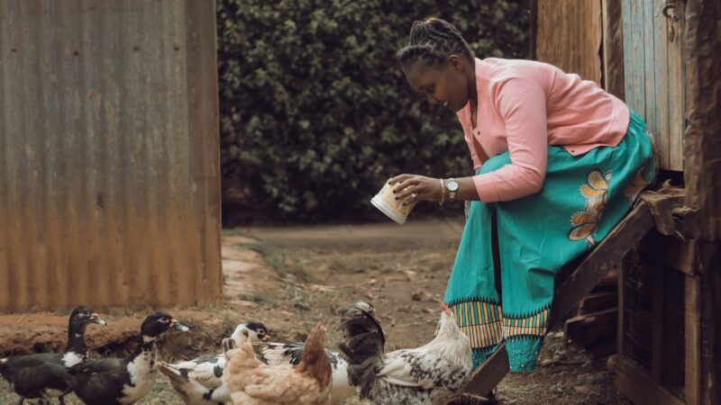 Sonoco entend produire 15 millions de poulets par an au Gabon