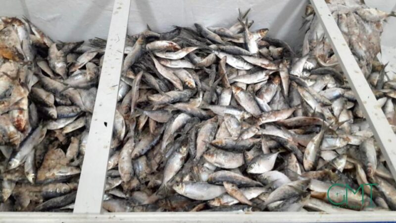 Gabon : suspension temporaire des exportations de sardine et de poisson &lsquo;sans nom&rsquo;