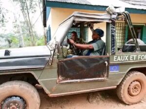 Centrafrique : des exploitants forestiers sous surveillance pour fraude et pratiques douteuses