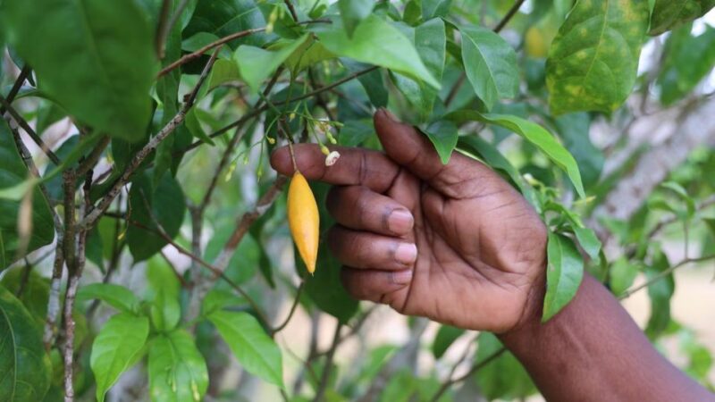 Iboga : le Gabon mise sur son patrimoine naturel pour révolutionner la santé mondiale