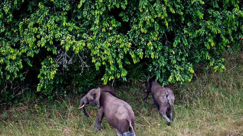 Le Gabon hisse ses parcs nationaux aux standards internationaux d&rsquo;excellence