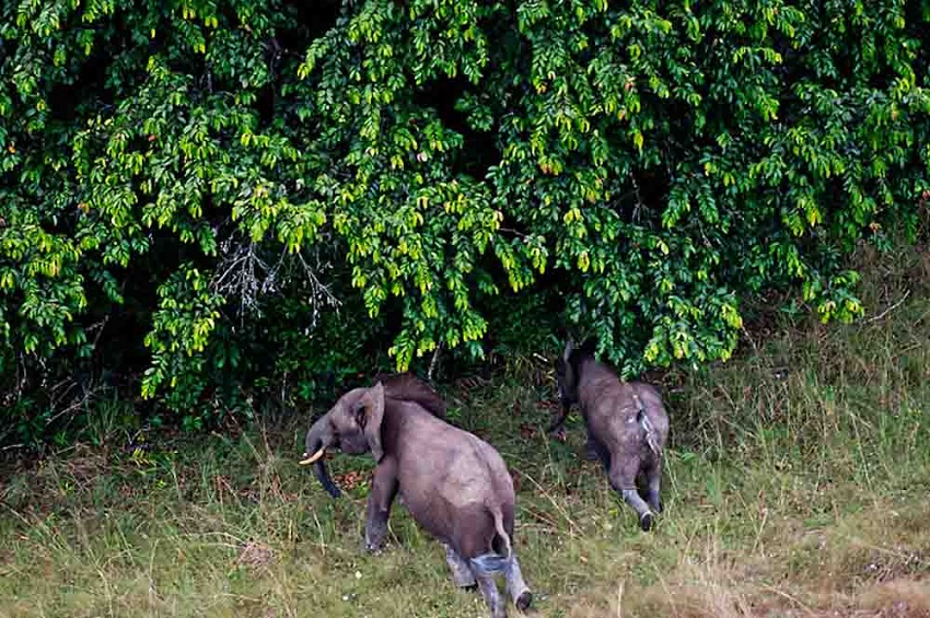 Le Gabon hisse ses parcs nationaux aux standards internationaux d&rsquo;excellence