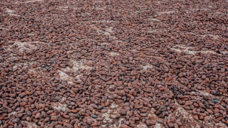 Le cacao camerounais clôture sa campagne avec un prix record de 2 600 FCFA le kilogramme