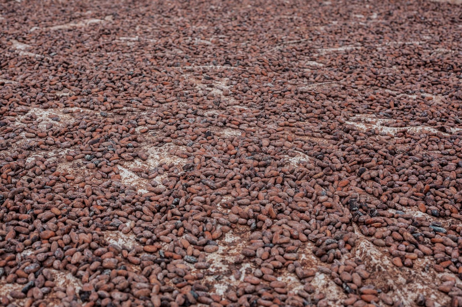 Le cacao camerounais clôture sa campagne avec un prix record de 2 600 FCFA le kilogramme