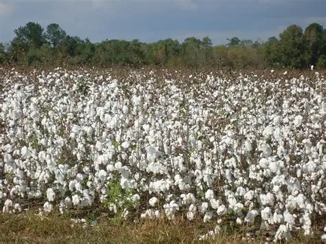 Assurance agricole au Bénin : un levier pour sécuriser les producteurs