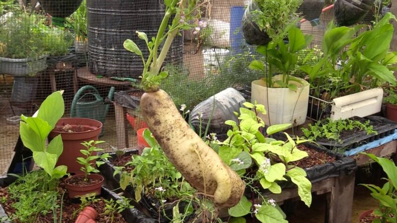 Mali : les marchés bio de Bamako révolutionnent l&rsquo;agriculture locale