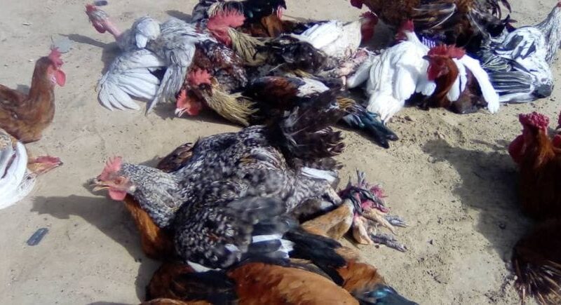 Hausse des prix de la volaille à ati : un fardeau pour les familles et les commerçants du Tchad