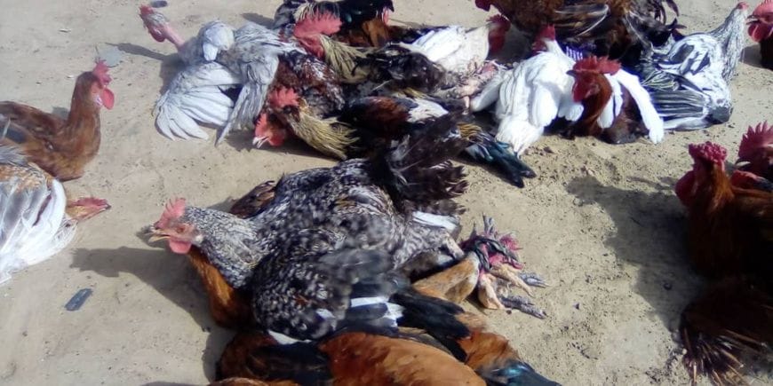 Hausse des prix de la volaille à ati : un fardeau pour les familles et les commerçants du Tchad