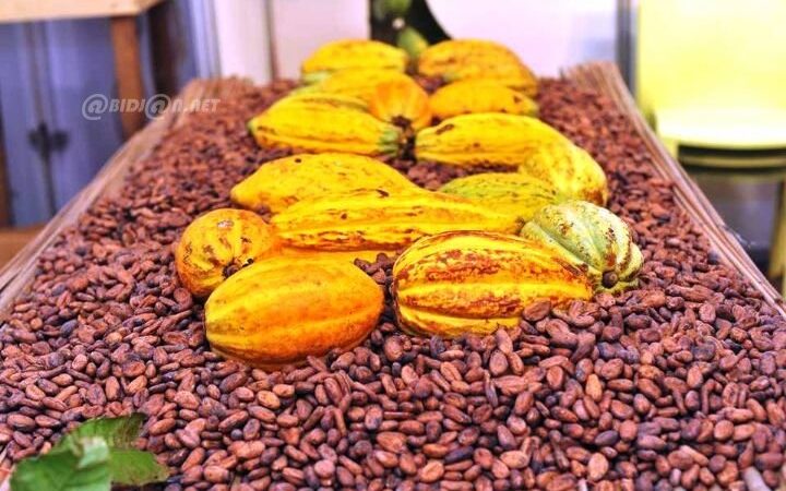 Côte d’Ivoire : lancement des JNCC 2026 avec les prix du café et cacao