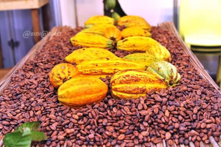 Côte d’Ivoire : lancement des JNCC 2026 avec les prix du café et cacao