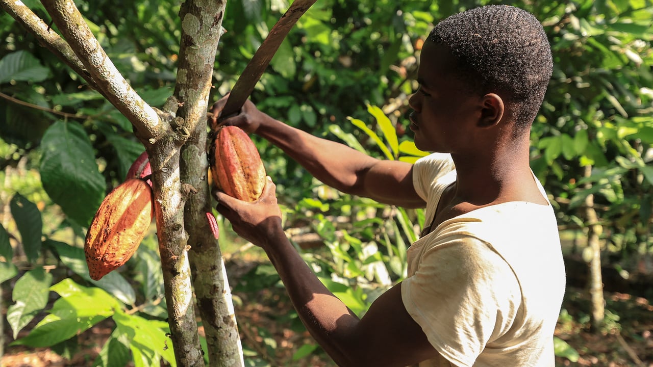 Producteurs de cacao camerounais : entre défis et espoirs de renouveau économique