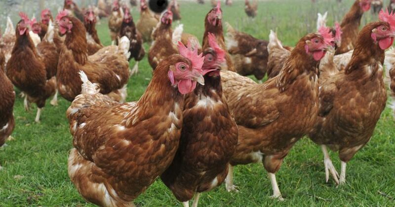 Poulet importé : les conséquences directes de la décision gabonaise sur le quotidien des ménages