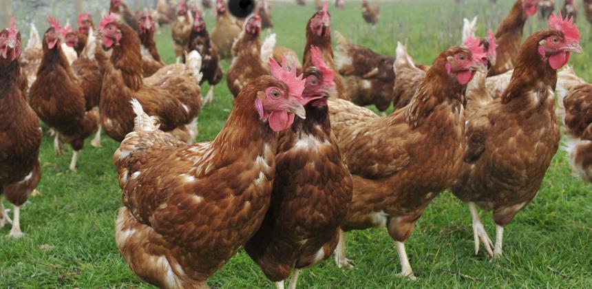 Poulet importé : les conséquences directes de la décision gabonaise sur le quotidien des ménages