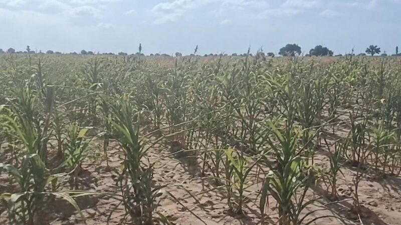 À Tougan, une récolte abondante peut mener à la faillite : les répercussions d&rsquo;un modèle agricole sous tension