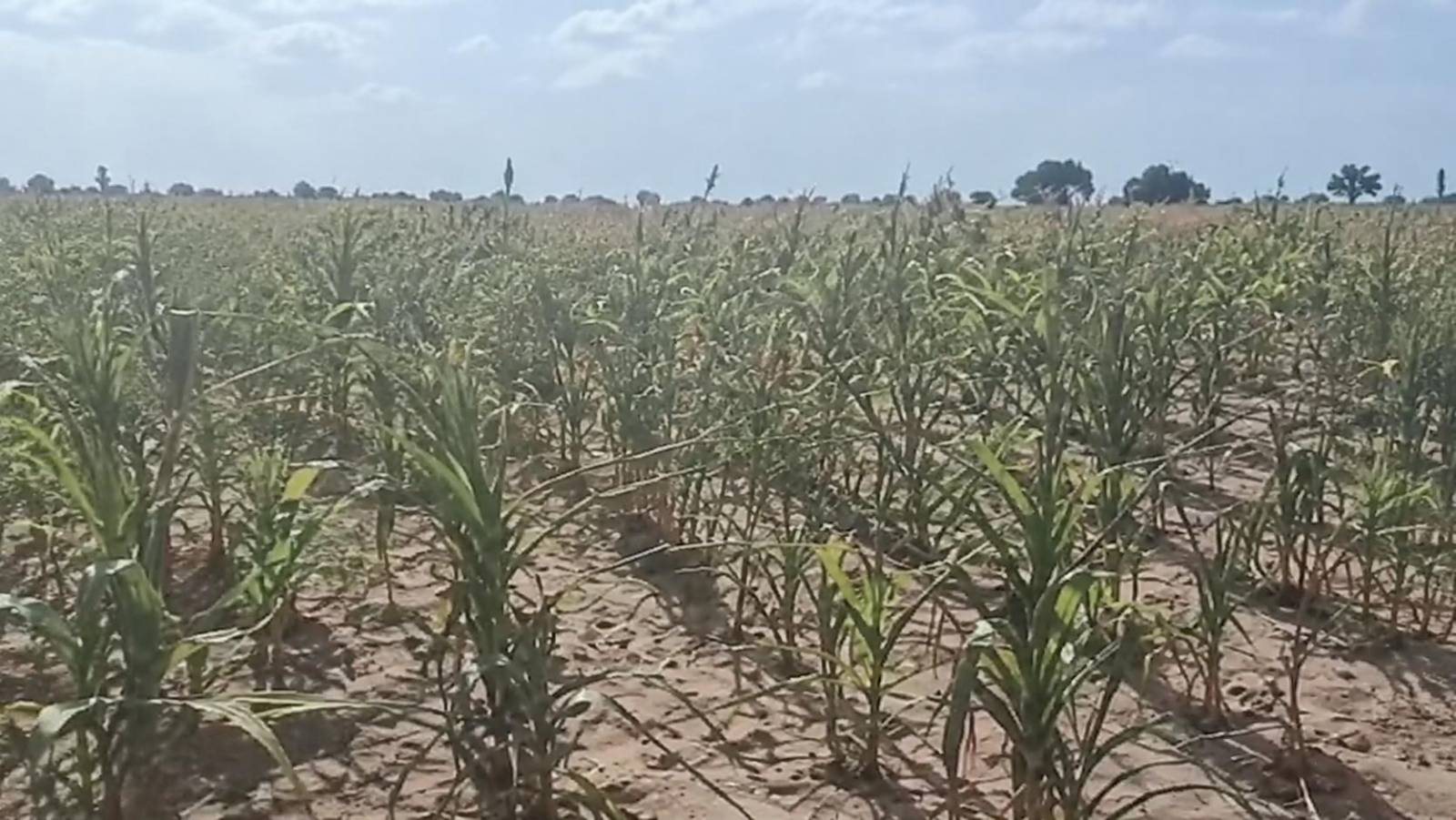 À Tougan, une récolte abondante peut mener à la faillite : les répercussions d&rsquo;un modèle agricole sous tension