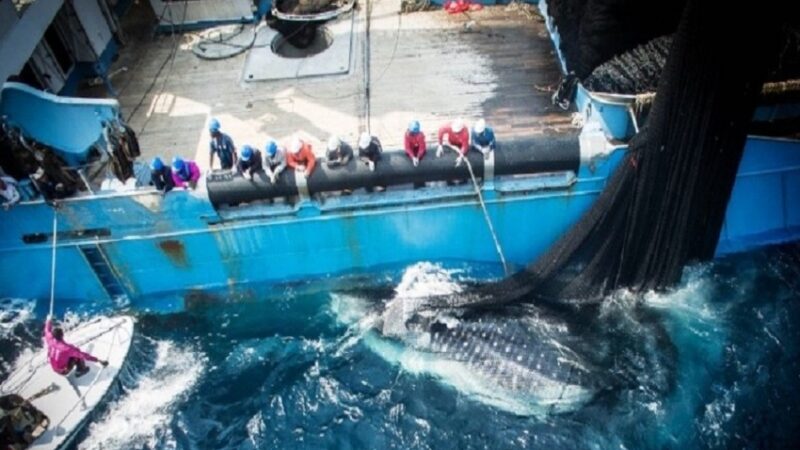 Accord de pêche Gabon-UE : ce que la renégociation va changer pour les Gabonais