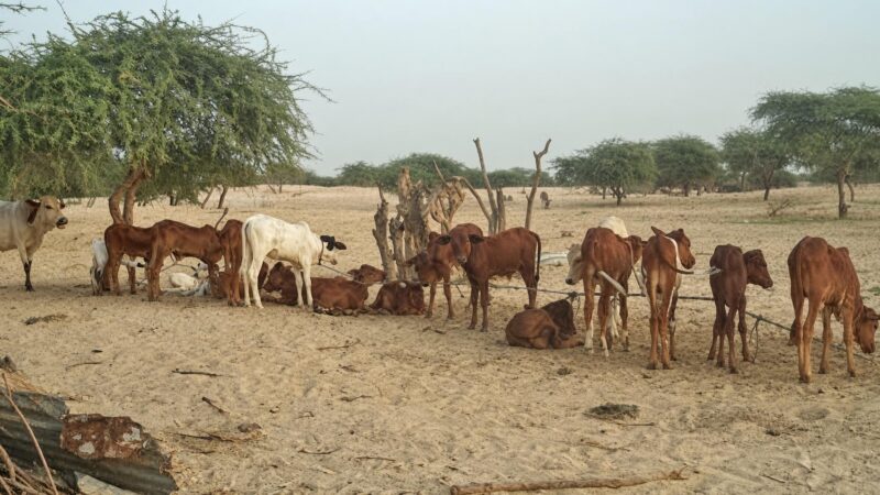 Prix de la viande au Mali : l&rsquo;interdiction des exportations de bétail est-elle une solution viable ?